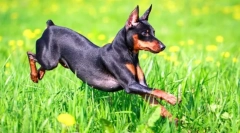 Törpe pincher (fotó): szerető és energikus gyerek